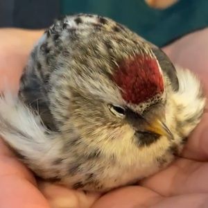 Meet your Posher, Krystal